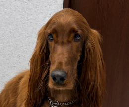 ベリンダちゃん　アイリッシュ・セター