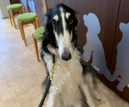 ルシールちゃん　ボルゾイ